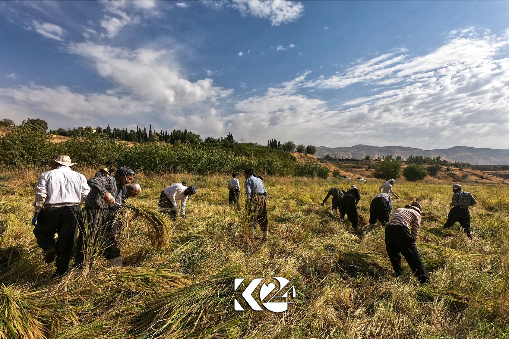 Berhemanîna birinca kurdî li parêzgeha Silêmaniyê zêde bûye